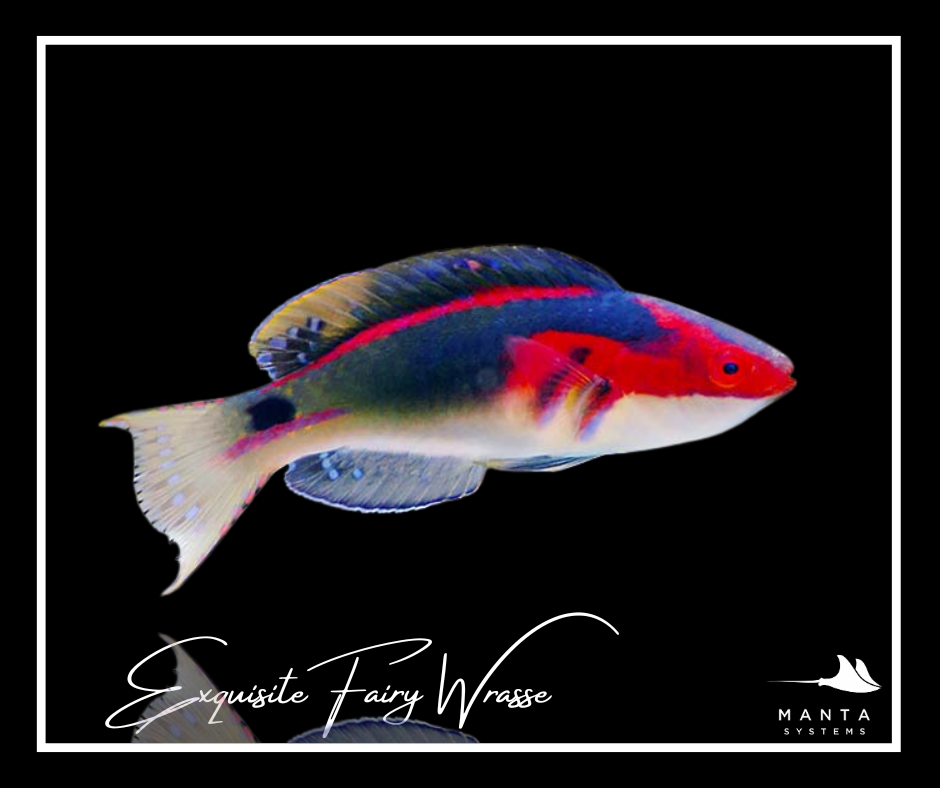 Exquisite Fairy Wrasse